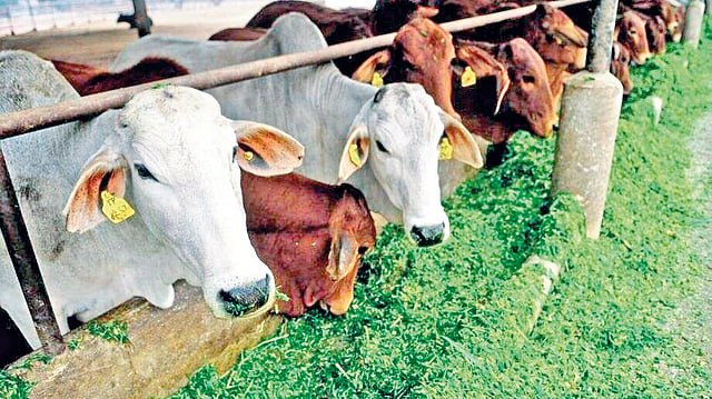 Thane: पशुपालकांसाठी जिल्हा परिषद ठाणेमार्फत विविध अनुदानित योजना; ऑनलाइन अर्ज करण्याचे आवाहन…दुग्ध व्यवसाय, शेळीपालनासाठी ५० टक्के तर तबेलाधारकांसाठी यंत्रसामग्रीसाठी ६० टक्के अनुदान!